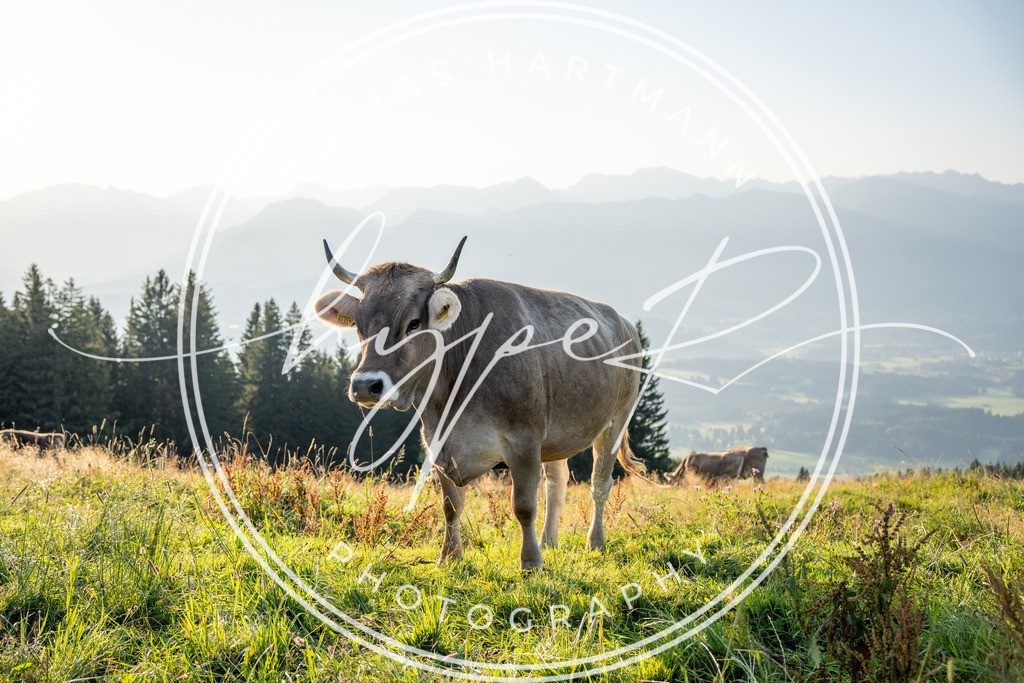 THA04931 | Hier findet ihr Bildergalerien & Fotos von Sportveranstaltungen & Events im Allgäu und Umgebung. 