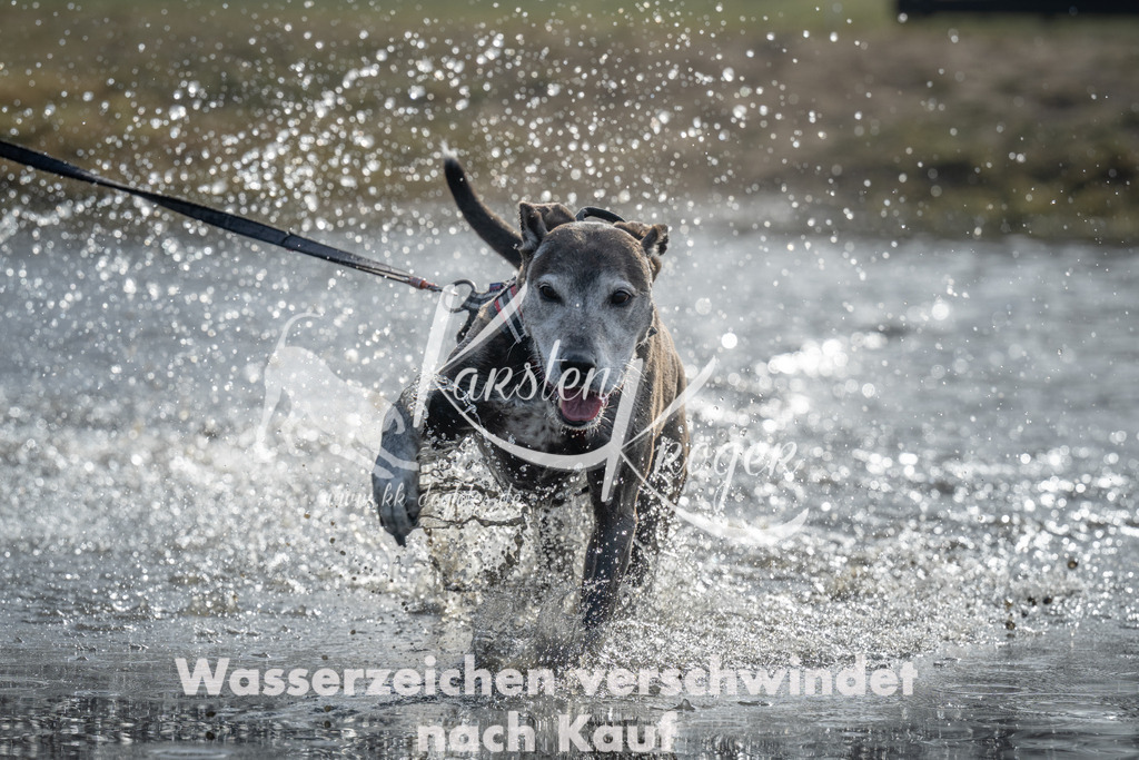 1023_ZZ97206 | kk-dogfotos