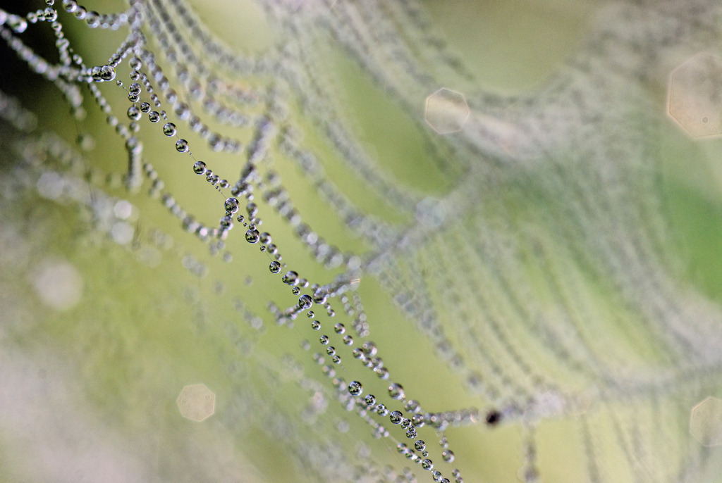 Spinnenwebe mit Tautropfen | Austria - September 22, 2009: Spinnweben mit Tautropfen. - Realisiert mit Pictrs.com