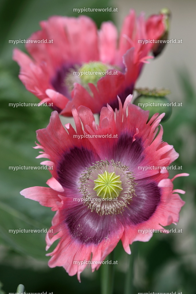 Schlafmohn-001 | Das Bilderarchiv über Tiere, Planzen und Landschaften. In der Bilddatenbank finden Sie ein große Auswahl an hochwertigen Bilder für Ihre Werbung - Realisiert mit Pictrs.com