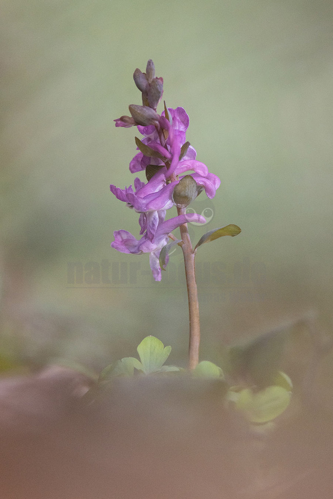 R5NF0127-20230319 | 
Hohler Lerchensporn

Hohler Lerchensporn (Corydalis cava)
Systematik
Eudikotyledonen
Ordnung:	Hahnenfußartige (Ranunculales)
Familie:	Mohngewächse (Papaveraceae)
Unterfamilie:	Erdrauchgewächse (Fumarioideae)
Gattung:	Lerchensporne (Corydalis)
Art:	Hohler Lerchensporn
Wissenschaftlicher Name
Corydalis cava
(L.) Schweigg. &amp; Körte
Der Hohle Lerchensporn[1] (Corydalis cava), auch Hohlknolliger Lerchensporn[2] genannt, ist eine Pflanzenart aus der Gattung Lerchensporne (Corydalis) innerhalb der Familie der Mohngewächse (Papaveraceae). Alle Pflanzenteile sind schwach, die Rhizomknolle jedoch stark giftig. - Realisiert mit Pictrs.com