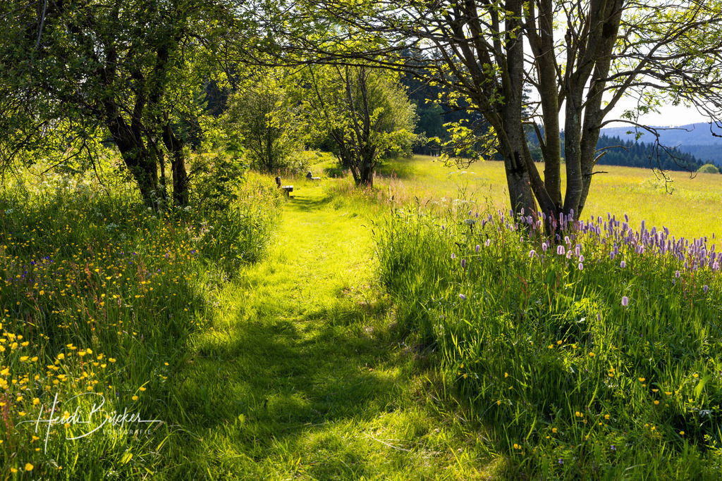 Wiesenweg in Altastenberg | Wiesenweg in Altastenberg bei Winterberg im Sauerland - Realisiert mit Pictrs.com