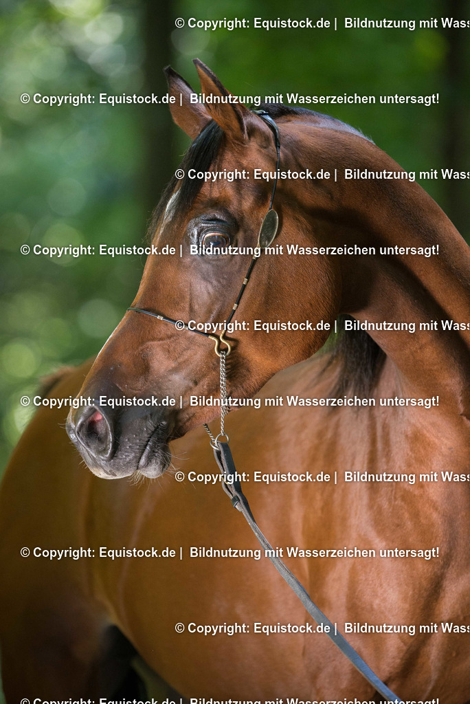 TS_20160902_Brauner_Araber_0001 | Foto: Thomas Hartig