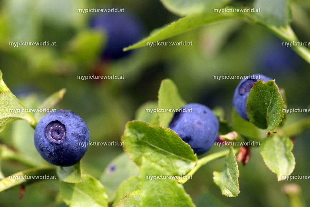 Heidelbeere-009 | Das Bilderarchiv über Tiere, Planzen und Landschaften. In der Bilddatenbank finden Sie ein große Auswahl an hochwertigen Bilder für Ihre Werbung - Realisiert mit Pictrs.com