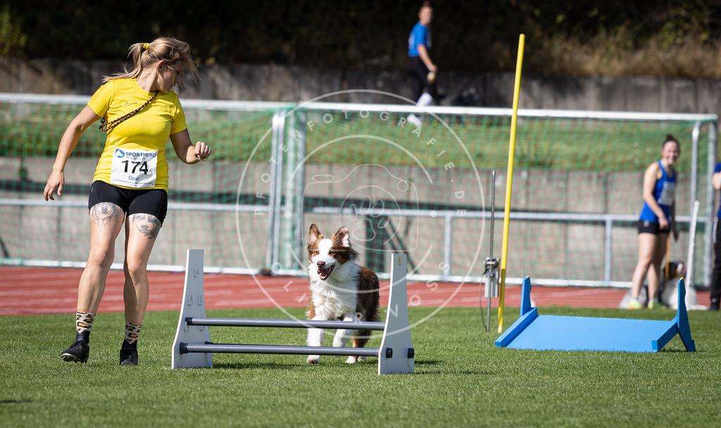 Pfotenfotografie_DV3A0049 | Hundefotografie, Tierfotograf, Pfotenfotografie, Fotoshooting Hund, Hunde Portrait, Hundesport, Hundeportraits, Heideshooting, Hunde, Sportfotograf, Hundefotograf, Turnierhundsport, THS,  - Realisiert mit Pictrs.com