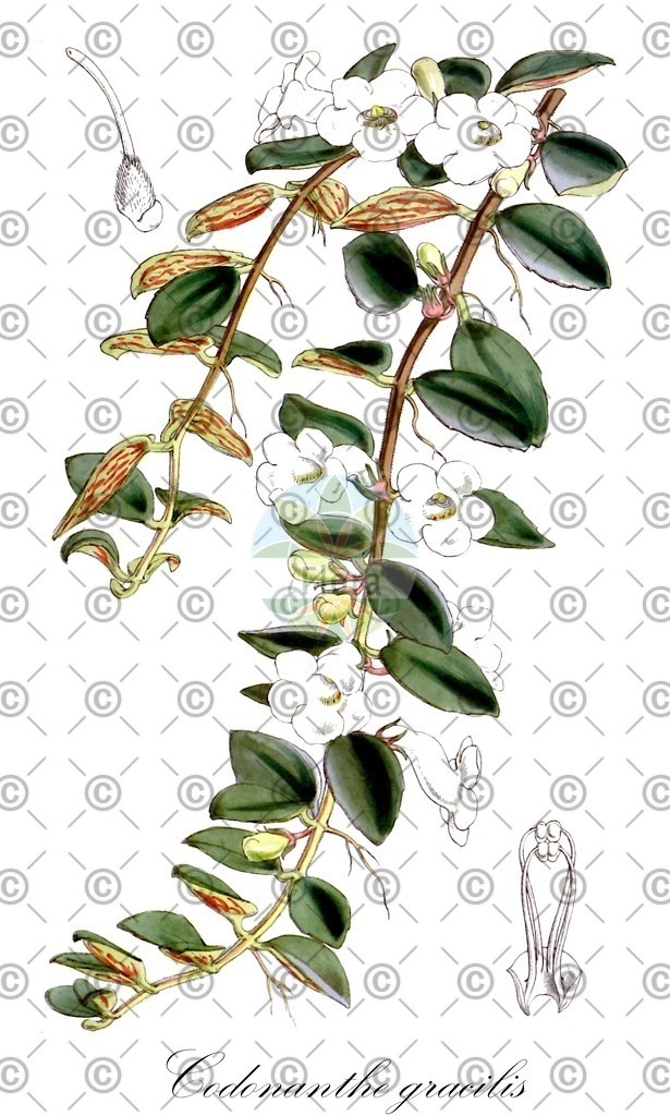 HistAbb_wfo-0001339476_1_ENZY_Simple | Historische Abbildung von Codonanthe gracilis - Gesneriaceae | Historical Illustration of Codonanthe gracilis - Gesneriaceae