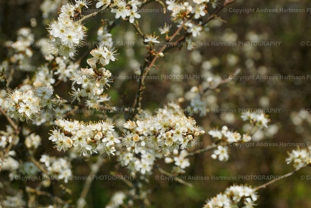Schlehen-Blüten | Schlehen-Blüten - Realisiert mit Pictrs.com