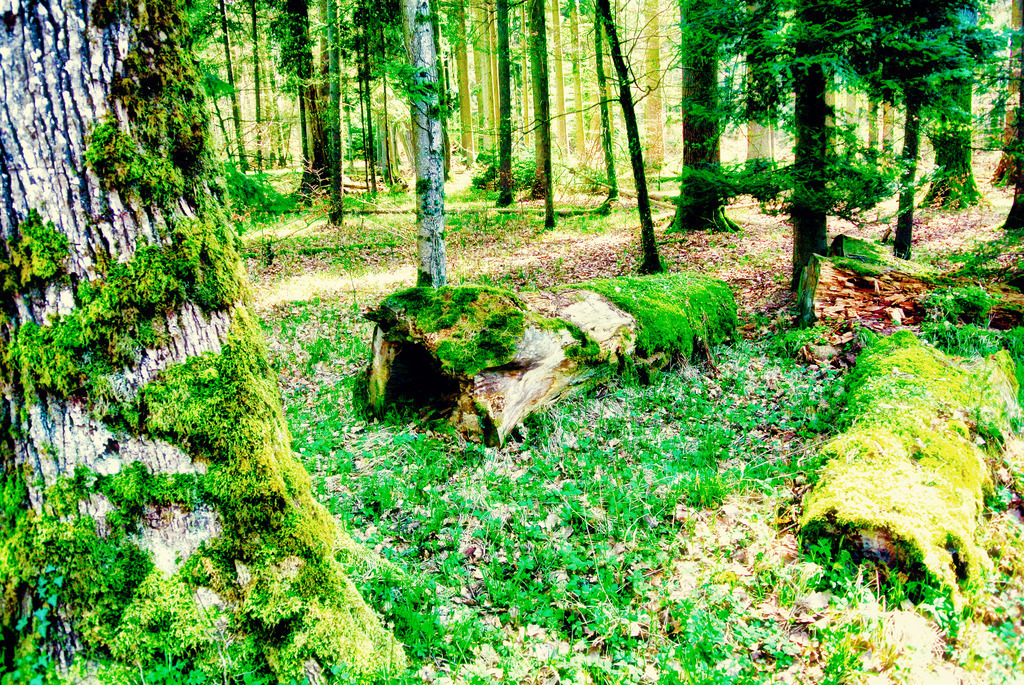 Natur (30) | Tierfotografie / Haustierfotografie - Realisiert mit Pictrs.com