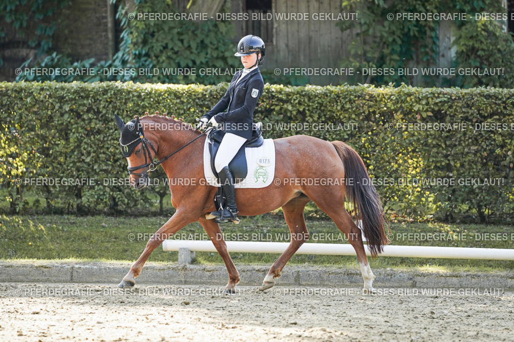 DSC06013 | Pferdegrafie