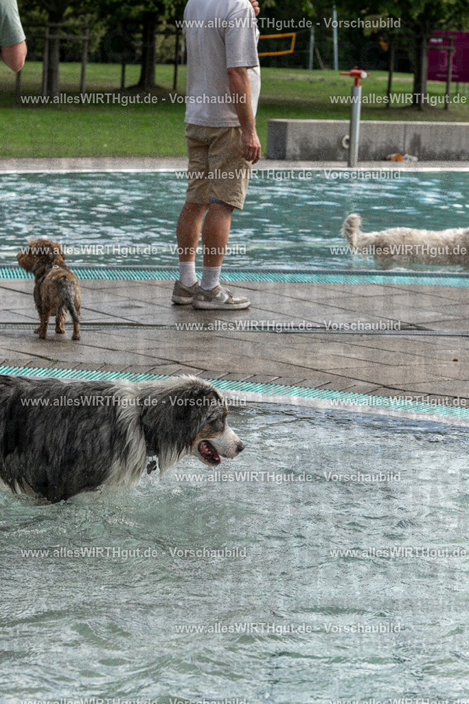 Hundeschwimmen_Volksbad_2026-allesWIRTHgut_Tierfotografie-2609061512-FAY07168 | Professionelle Tierfotografie in Mönchengladbach von Daniel Wirth (allesWIRTHgut). Liebevolle & natürliche Bilder von Hunden & Katzen für unvergessliche Erinnerungen.