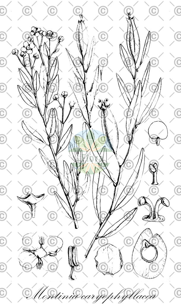 HistAbb_wfo-0000452244_1_ENZY_Simple | Historische Abbildung von Montinia caryophyllacea - Montiniaceae | Historical Illustration of Montinia caryophyllacea - Montiniaceae