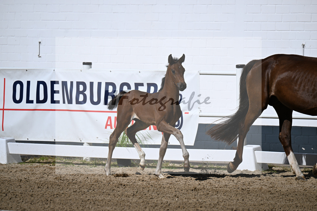 Kat-Nr. 29 Glamorous x Licosto_SF_Schaefer u Lindenstroth_20250431 | hf-fotografie - Realisiert mit Pictrs.com