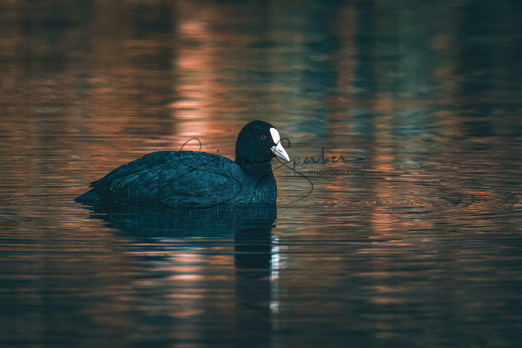 Blässhuhn | Simone Sperber, svb-photography,Fotografin,Bilddesignerin,Naturfotografie,Macrofotografie,Tierfotografie,Wildtierfotografie,Ausstellungen,Auftragsfotografie,Kunst,Art,Photographer,Shootings,Bildberatbeitung,Galerie,Shop