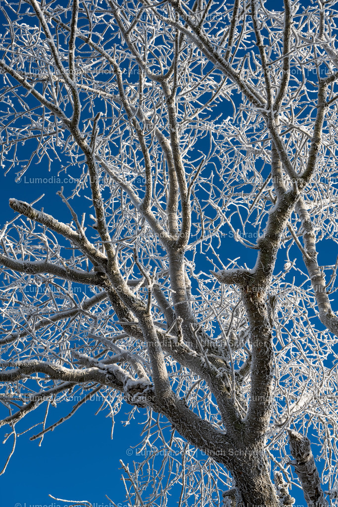10049-12752 - Winter in der Streuobstwiese | Stockfoto und Bilderpool mit Bildmaterial aus Deutschland, dem Harz, Halberstadt, Quedlinburg, Wernigerode und weltweit. Qualitativ hochwertige und professionelle Fotos anschauen und kaufen. - Realisiert mit Pictrs.com