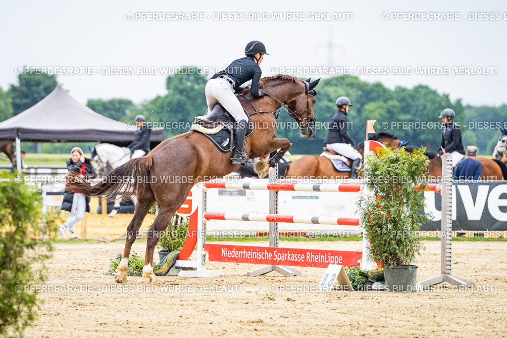 DSC06999 | Pferdegrafie