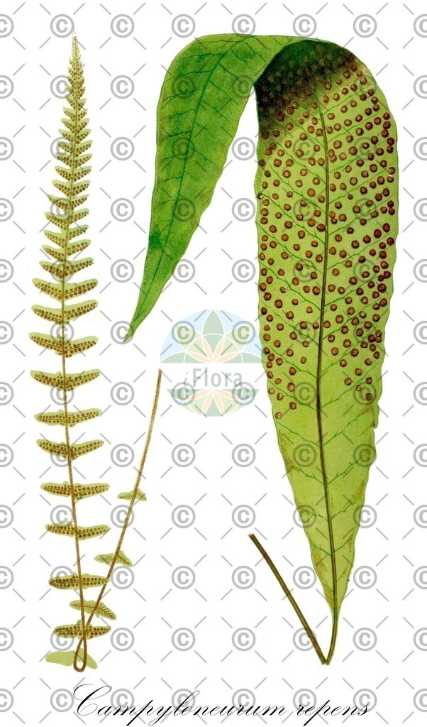 HistAbb_wfo-0001113565_2_ENZY_Simple | Historische Abbildung von Campyloneurum repens - Polypodiaceae | Historical Illustration of Campyloneurum repens - Polypodiaceae