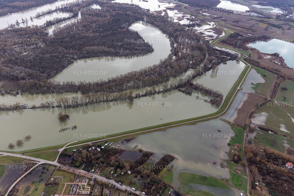 Luftbild: Auen und- Wiesen- Landschaft am Hagenbacher Altrhein vor der Insel Nauas mit Goldgrund bei Rhein-Hochwasser in Maximiliansau im Ortsteil Maximiliansau in Wörth im Bundesland Rheinland-Pfalz in Deutschland. Foto: IMG_124264.jpg vom 04.02.2021 durch Werner Riehm/FLY-FOTO.de