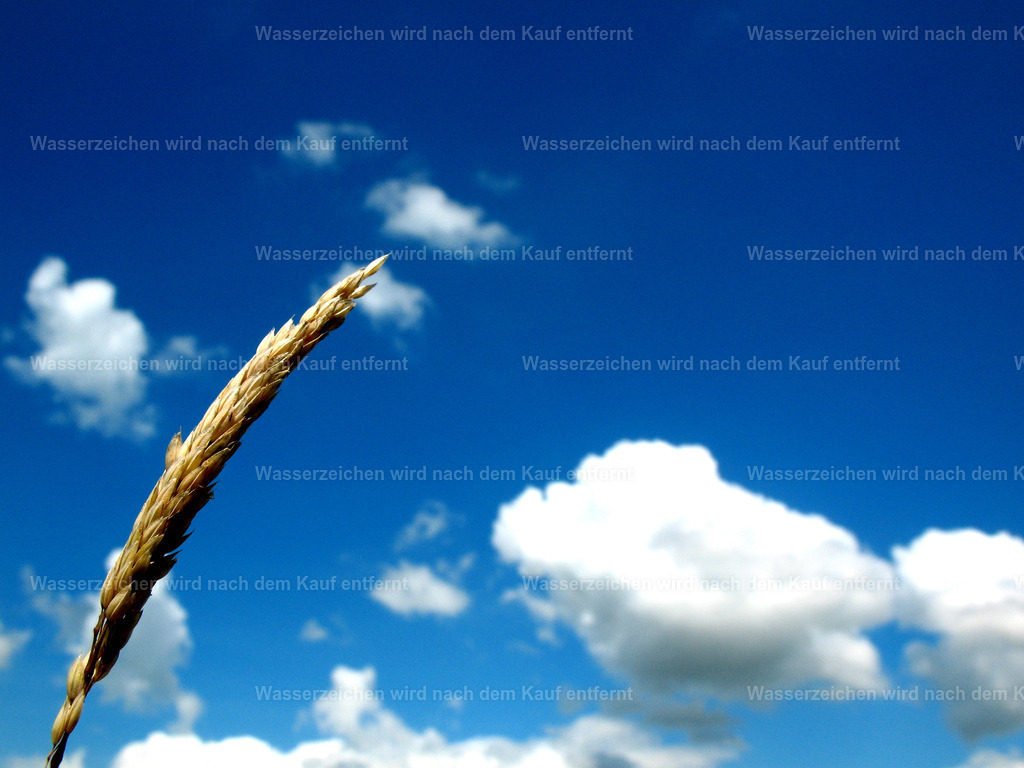 korn | Entdecken Sie die faszinierende Welt von Norbert Michels: Surreale Kunstwerke, hochwertige Fotos, Leinwandbilder & Fotoprodukte wie Tassen mit bild7 - Realisiert mit Pictrs.com