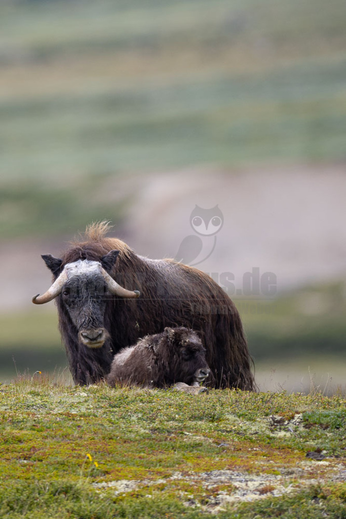 R5NF1605-20230727 | Der Moschusochse (Ovibos moschatus), auch als Bisamochse oder Schafsochse bezeichnet, ist ein Paarhufer aus der Unterfamilie der Antilopinae; innerhalb derer gehört er in die Verwandtschaftsgruppe der Ziegenartigen. - Realisiert mit Pictrs.com