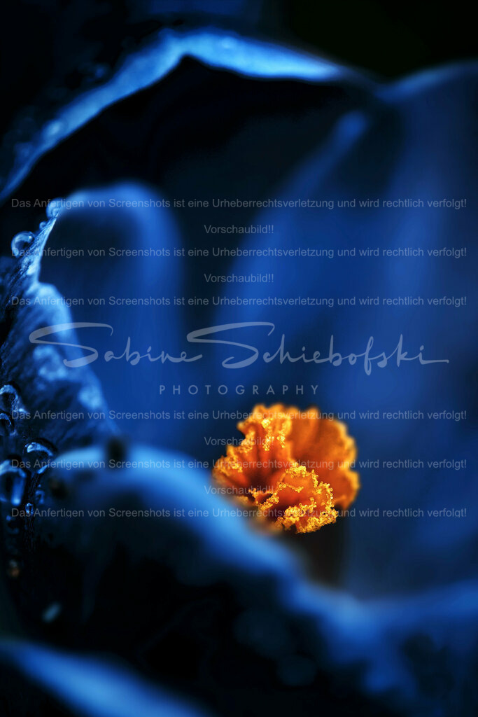 Wandbild Krokus Detail | People- und Tierfotografie, Imageaufnahmen, Veranstaltungsfotografie und Wandbilder aus der Natur ★ Made in Germany ✔️ Druck + Downloads ✔️ Naturfotografie in Top Qualität ★ schneller Versand, weltweite Lieferung! - Realisiert mit Pictrs.com