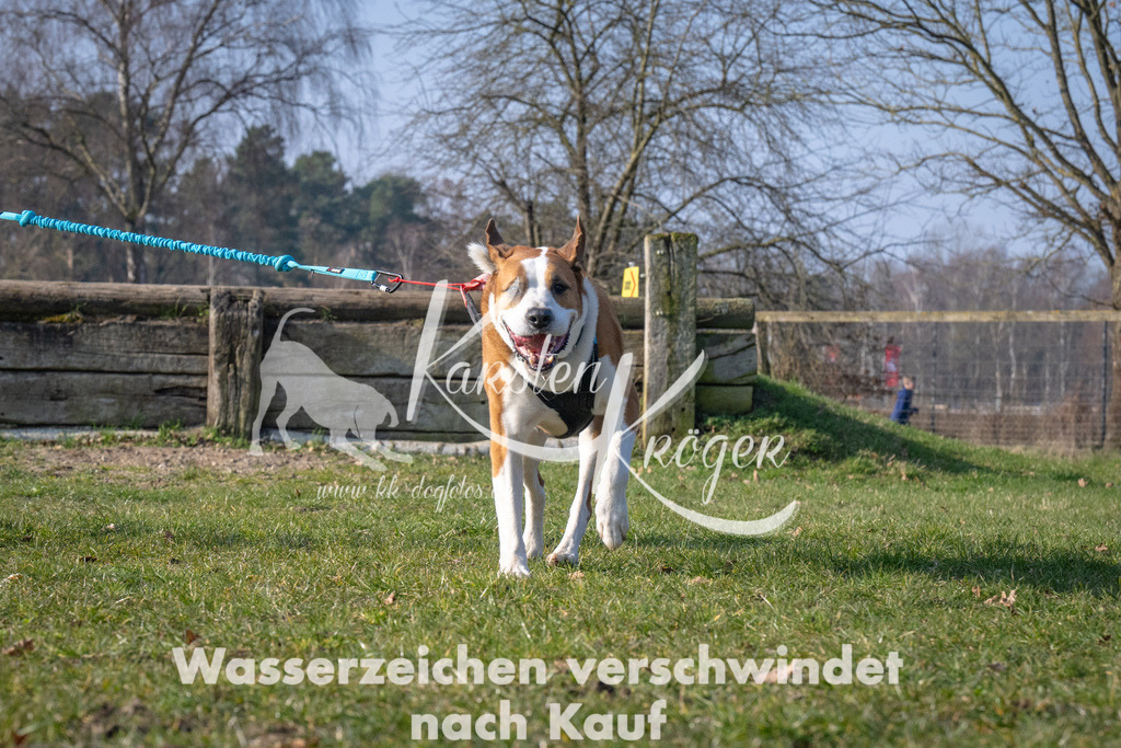 _ZZ92141 | kk-dogfotos