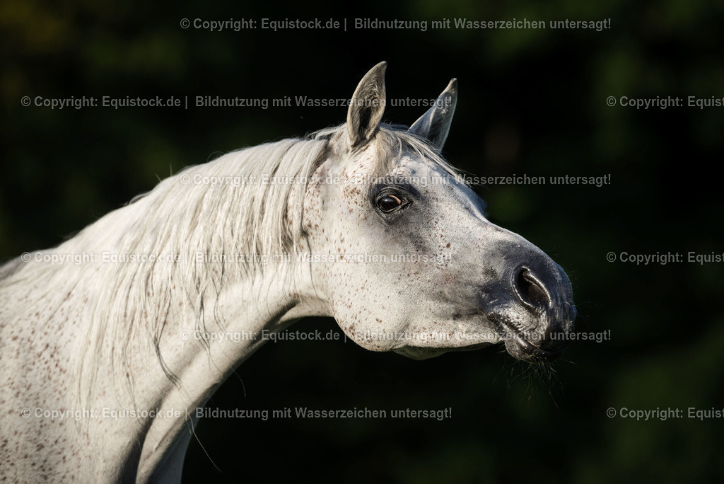 TS_20170716_Portrait_Schimmel_Araber_0004 | Foto: Thomas Hartig