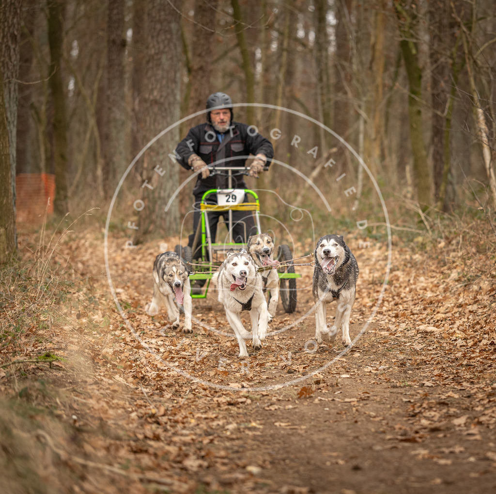 Pfotenfotografie_DV3A8855 | Hundefotografie, Tierfotograf, Pfotenfotografie, Fotoshooting Hund, Hunde Portrait, Hundesport, Hundeportraits, Heideshooting, Hunde, Sportfotograf, Hundefotograf, Turnierhundsport, THS,  - Realisiert mit Pictrs.com