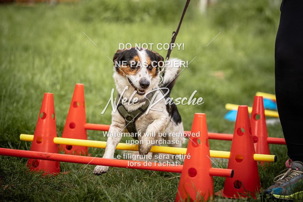 nelerasche_So-earlydog_45 | nelerasche