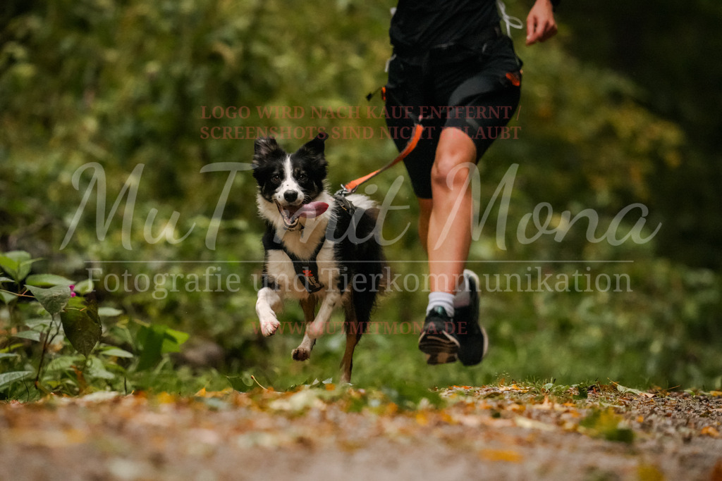 20251005_THS_Turnier-156 | MuT (Mensch und Tier) mit Mona - Fotografie und Tierkommunikation - Realisiert mit Pictrs.com