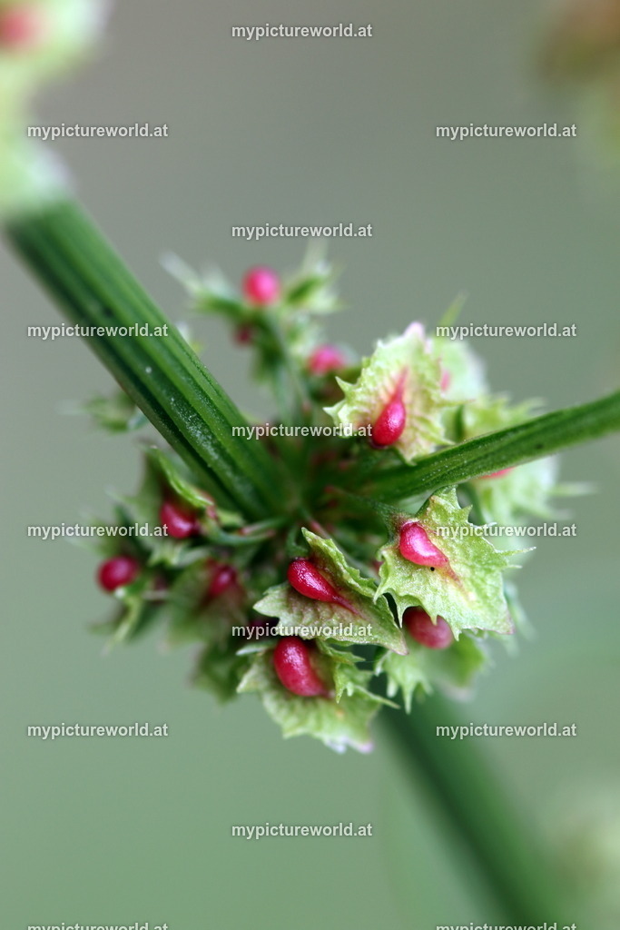 Stumpfblättriger Ampfer-003 | Das Bilderarchiv über Tiere, Planzen und Landschaften. In der Bilddatenbank finden Sie ein große Auswahl an hochwertigen Bilder für Ihre Werbung - Realisiert mit Pictrs.com