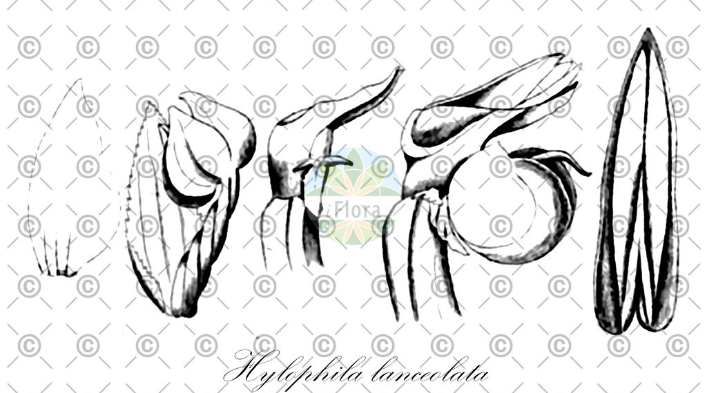 HistAbb_wfo-0000875143_1_ENZY_Simple | Historische Abbildung von Hylophila lanceolata - Orchidaceae | Historical Illustration of Hylophila lanceolata - Orchidaceae
