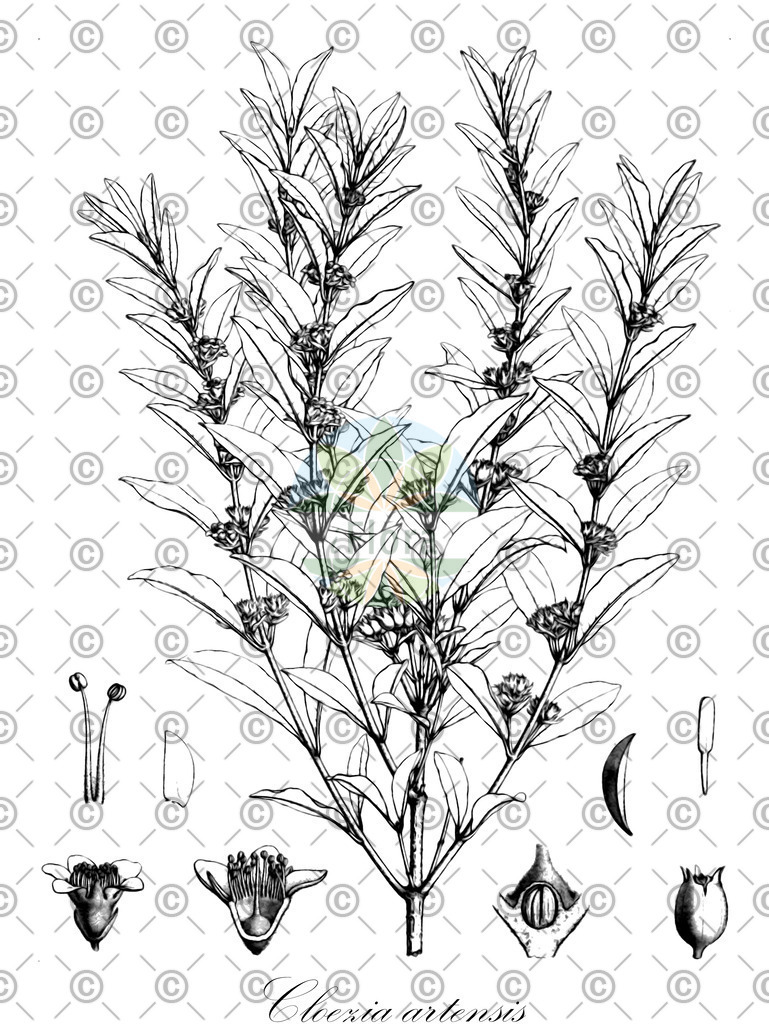 HistAbb_8CD_1_ENZY_Simple | Historische Abbildung von Cloezia artensis - Myrtaceae | Historical Illustration of Cloezia artensis - Myrtaceae