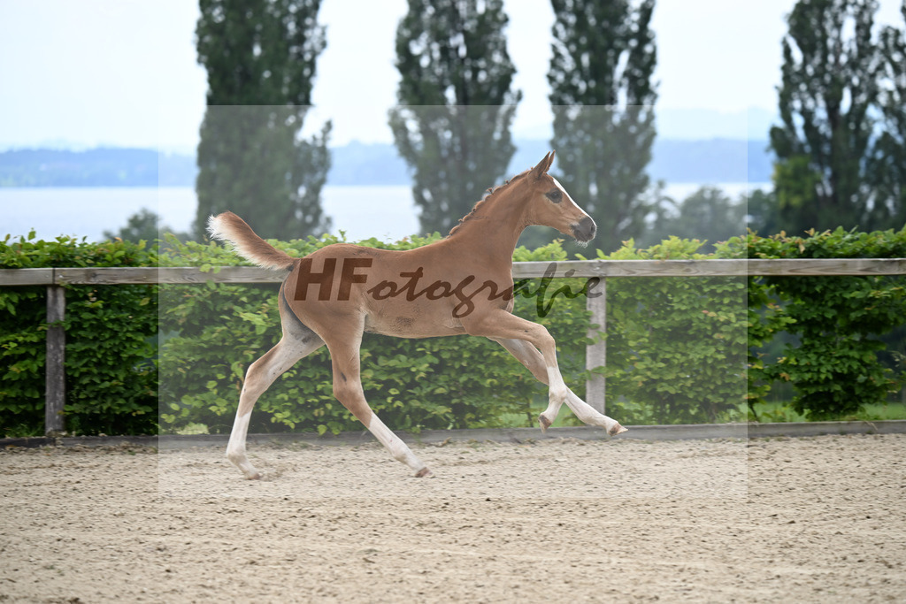 Kat-Nr. 13 Esmeraldo x Question d Honneur B_SF_Mayer_14250028 | hf-fotografie - Realisiert mit Pictrs.com