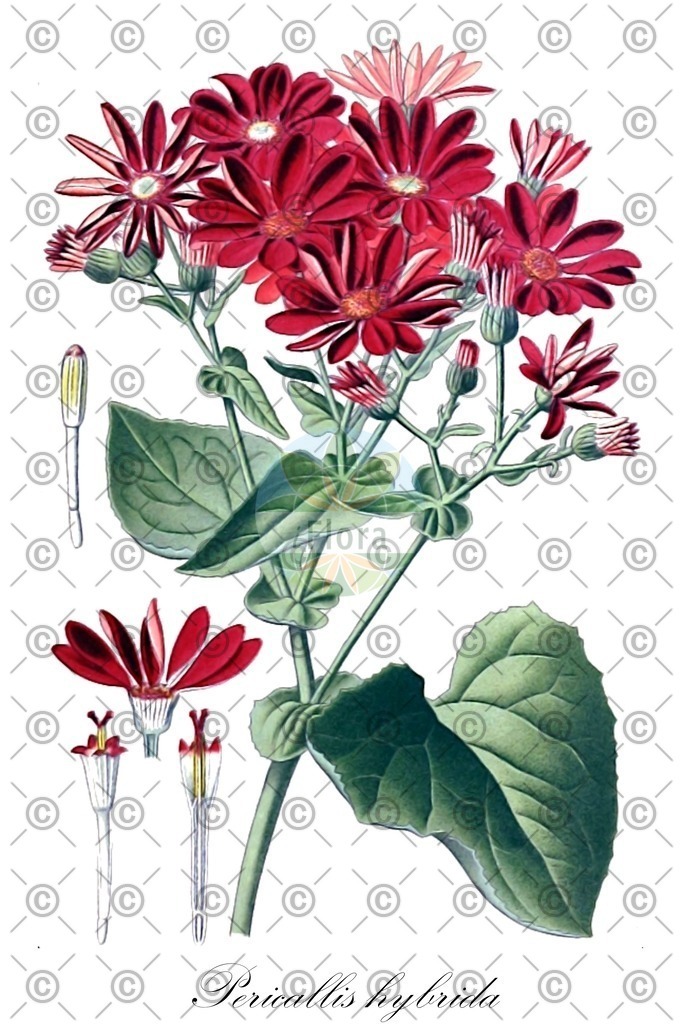 HistAbb_wfo-0000780712_1_ENZY_Simple | Historische Abbildung von Pericallis hybrida - Asteraceae | Historical Illustration of Pericallis hybrida - Asteraceae