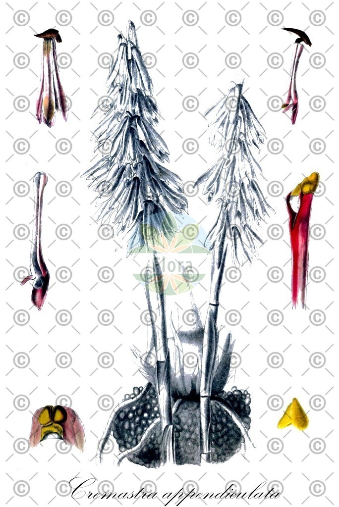 HistAbb_wfo-0000926764_2_ENZY_Simple | Historische Abbildung von Cremastra appendiculata - Orchidaceae | Historical Illustration of Cremastra appendiculata - Orchidaceae