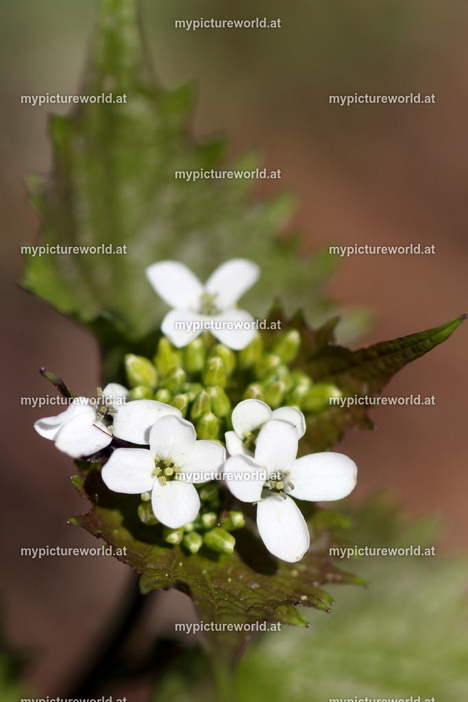 Knoblauchsrauke-006 | Das Bilderarchiv über Tiere, Planzen und Landschaften. In der Bilddatenbank finden Sie ein große Auswahl an hochwertigen Bilder für Ihre Werbung - Realisiert mit Pictrs.com