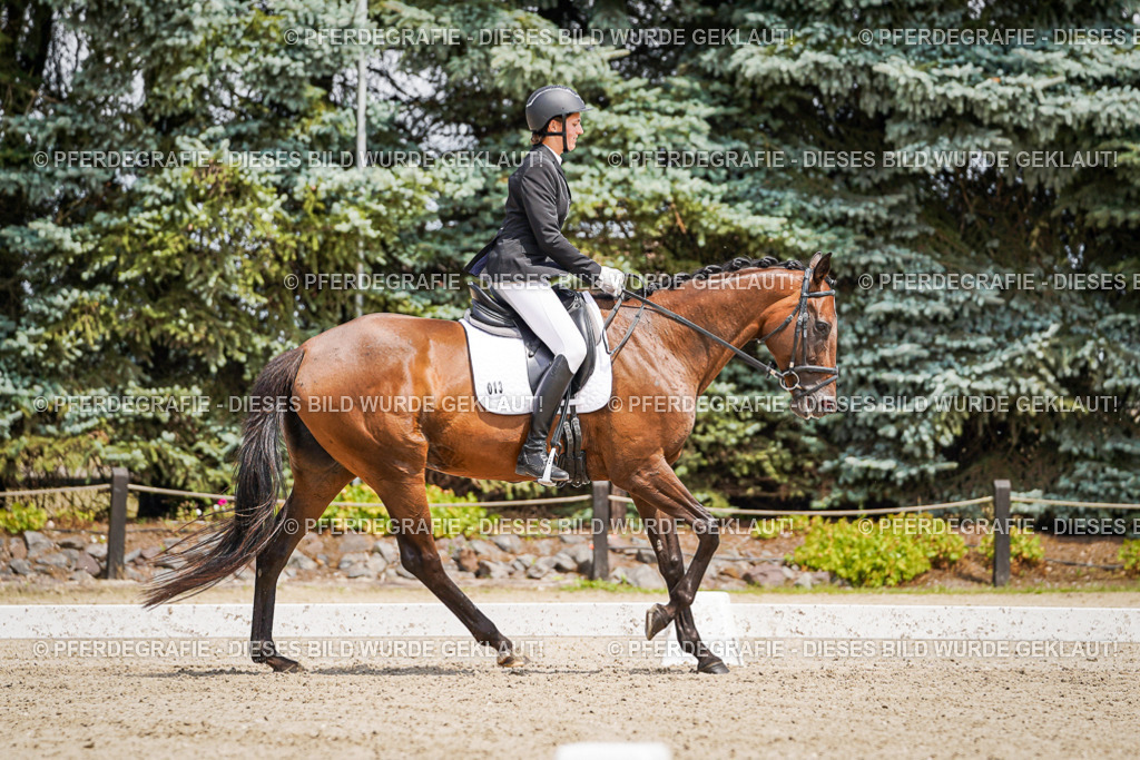 DSC02121 | Pferdegrafie