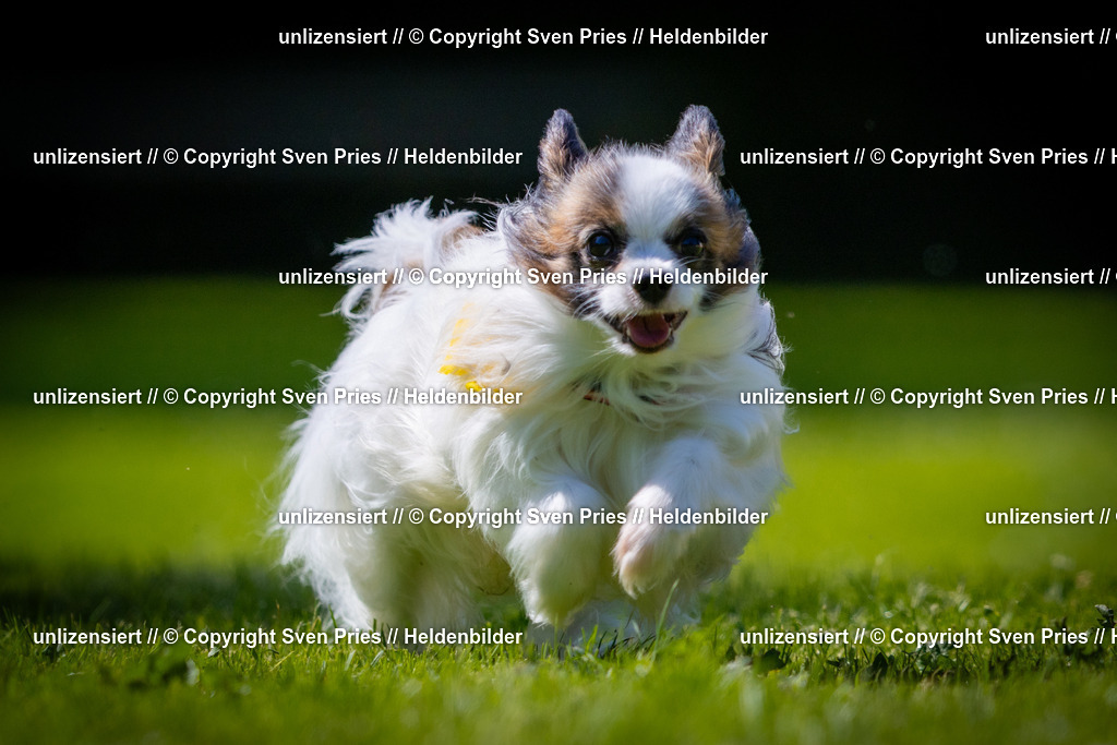 Sven Pries | 2025-08-10 - Hunderennen Durlach - Realisiert mit Pictrs.com