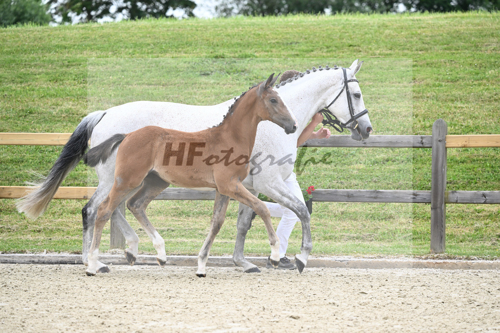 Kat-Nr. 2 HF Aganix Du Seigneur_Fischer_17230091 | hf-fotografie - Realizzato con Pictrs.com