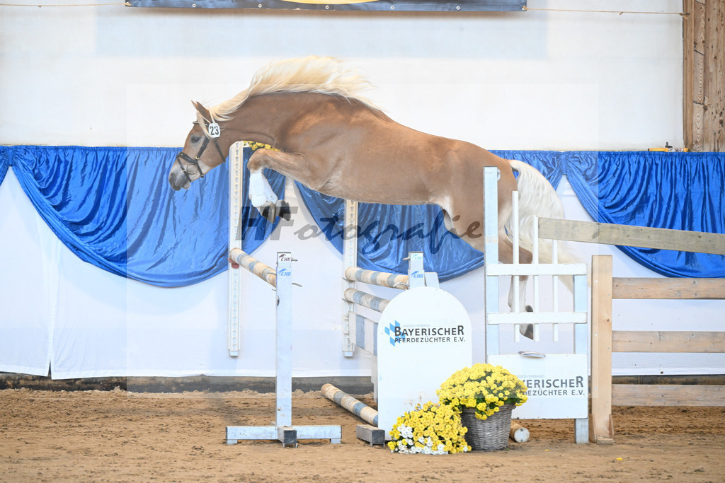 Kat-Nr. 23 Maverick v. Manu_Lechner_48250478 | hf-fotografie - Realisiert mit Pictrs.com