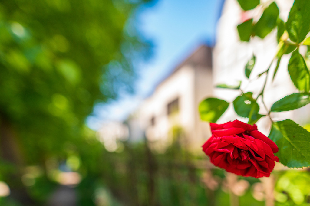 2022_06_03_EPPENDORF_DSC2037 | Hochwertig gedruckte Fotografien für die Wand, als Kalender und zum Verschenken. Hamburg & Norddeutschland und überall wo ich mit der Kamera unterwegs war.