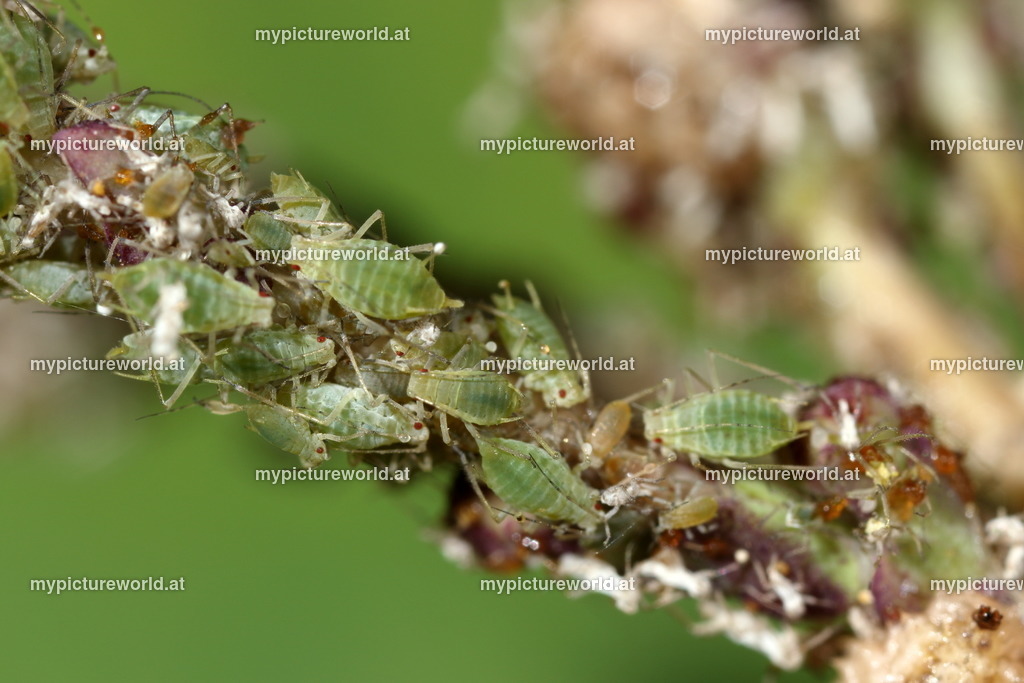 Aphis gossypii-002 | Das Bilderarchiv über Tiere, Planzen und Landschaften. In der Bilddatenbank finden Sie ein große Auswahl an hochwertigen Bilder für Ihre Werbung - Realisiert mit Pictrs.com