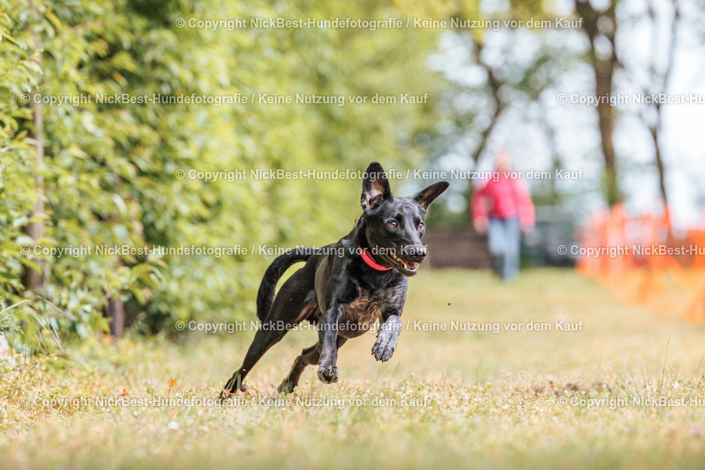 Sage Hunderennen Frühlingsfest-2026-Nickbest-Hundefotografie-0449 | Dein Hund! Dein Moment! Deine Erinnerungen! Hundefotografie in Bremen Blumenthal. Ich fange die besonderen Momente deines Vierbeiners ein – ob Indoor mit Blitzanlage oder in der freien Natur. Sicher dir dein Moment und dein Termin für eure Erinnerungen.