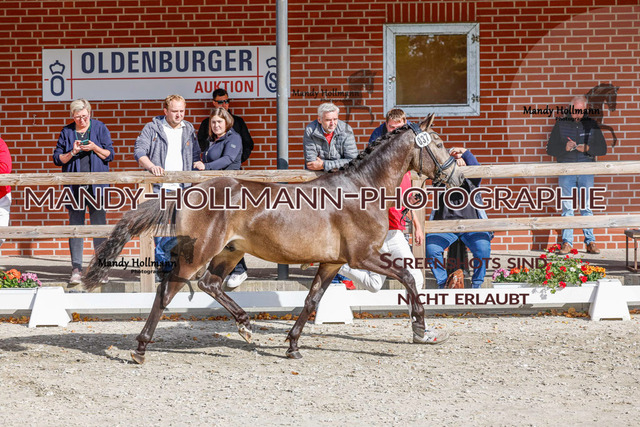 DR (72 von 1791) | mandyhollmannphotographie