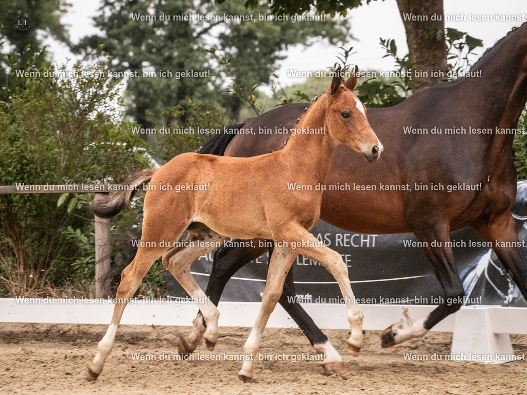 A10I6251 | photographylinaismer - Realisiert mit Pictrs.com