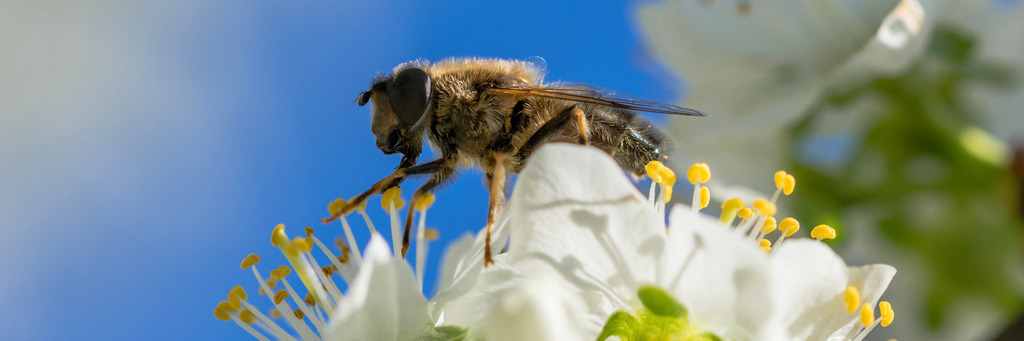bienen-20 | <div id="allefotografen-seal-verified-green"></div><script src="https://www.allefotografen.de/956728/seal-verified-green/seal.js" async="async"></script> - Realisiert mit Pictrs.com
