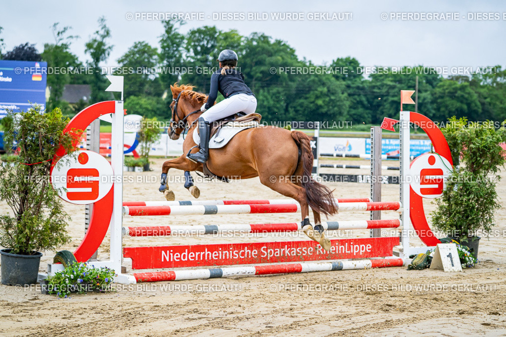 DSC01253 | Pferdegrafie