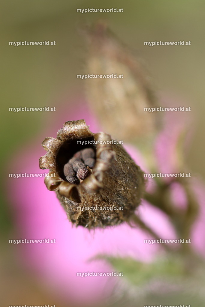 Rote Lichtnelke-010 | Das Bilderarchiv über Tiere, Planzen und Landschaften. In der Bilddatenbank finden Sie ein große Auswahl an hochwertigen Bilder für Ihre Werbung - Realisiert mit Pictrs.com