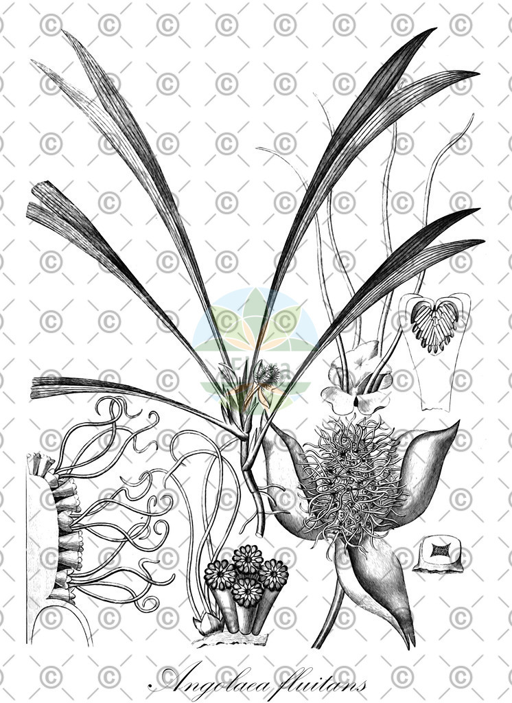 HistAbb_wfo-0000536542_390_ENZY_Simple | Historische Abbildung von Angolaea fluitans - Podostemaceae | Historical Illustration of Angolaea fluitans - Podostemaceae