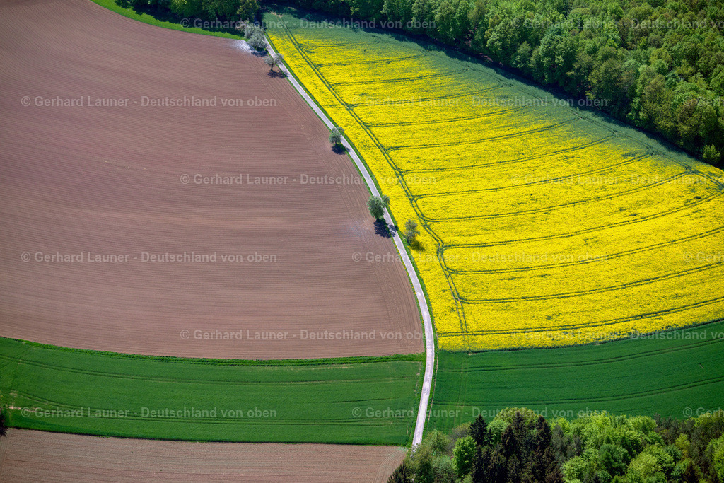3500569 | Feld-Rapsstrukturen bei Preunschen